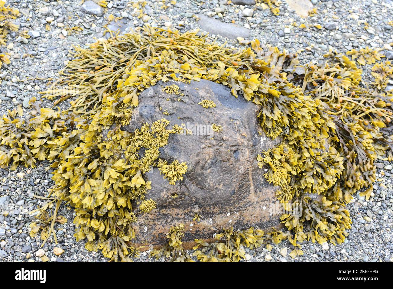Diversi tipi di alghe brune che crescono su una pietra su una riva Foto Stock
