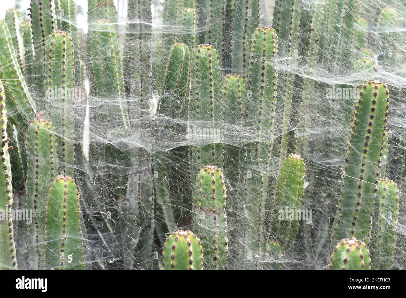 Canary sprurge Euphorbia canariensis coperto di ciottoli Foto Stock