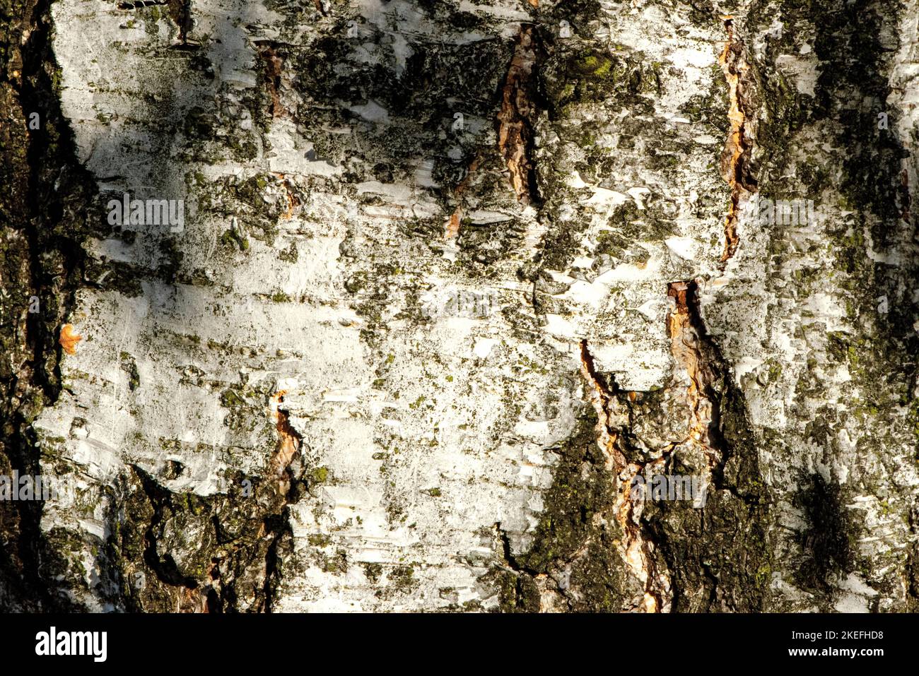 tronchi di alberi decidui Foto Stock