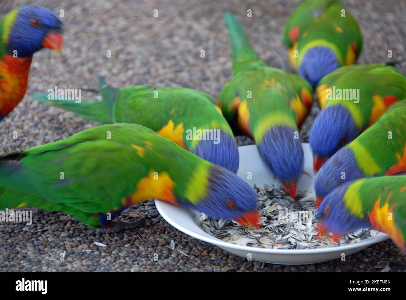 I corikeets arcobaleno si nutrono da un recipiente con sfocatura in movimento. Uccelli australiani con piumaggio colorato. Corikeet arcobaleno (tricoglosso moluccanus). Foto Stock