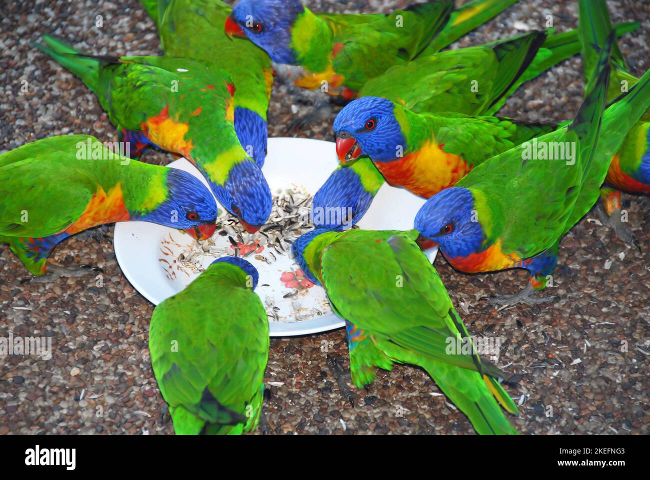 Lorikeets arcobaleno che si nutrono da un recipiente. Uccelli australiani con piumaggio colorato. Arcobaleno lorikeet (tricoglosso moluccanus) a Sydney, Australia. Foto Stock
