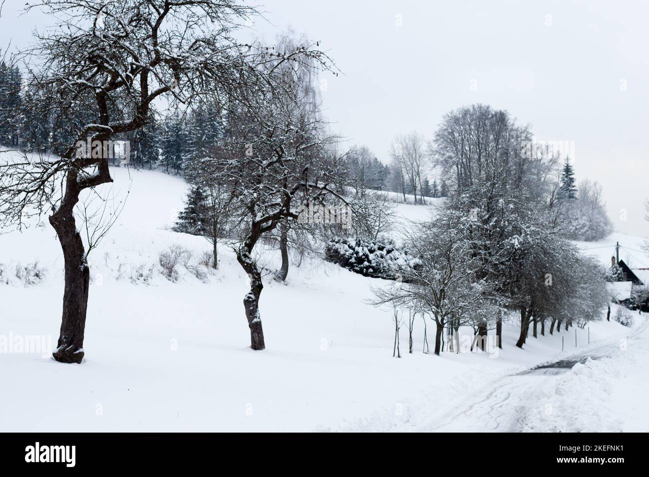 Gli alberi da frutto innevati si snodano su una piccola strada che conduce ad un borgo montano. Foto Stock