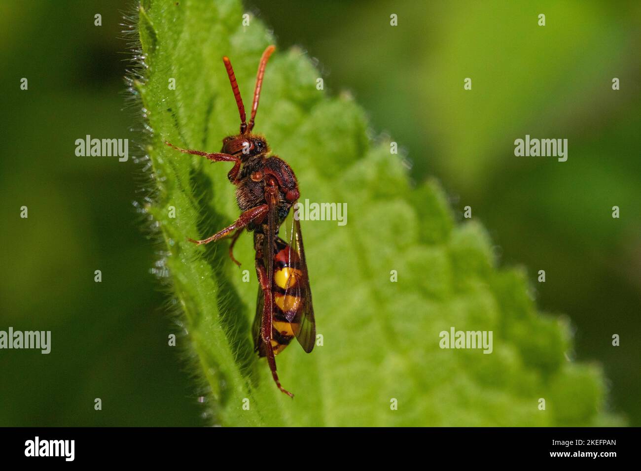 Primo piano particolare di una vespa rossa (Vespula rufa) che riposa su una foglia in una compensazione del legno in primavera sole. Foto Stock