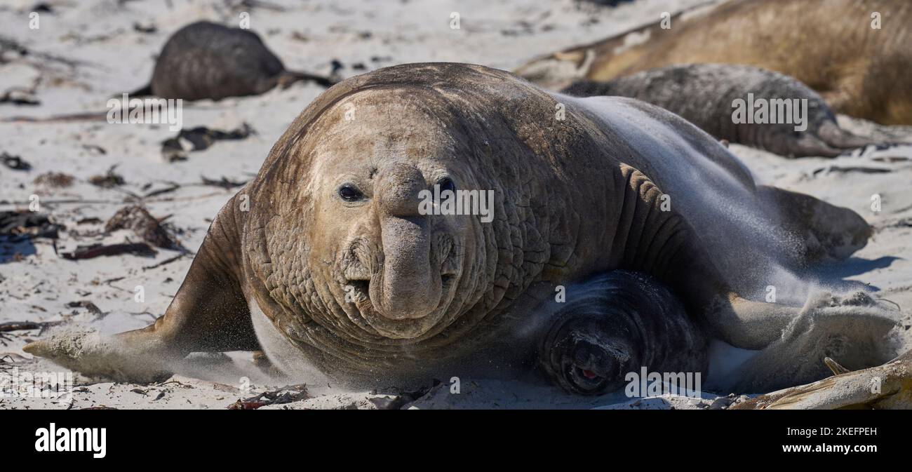 Maschio dominante Elefante marino del sud (Mirounga leonina) gare attraverso il suo harem di vedere spegnere un interloper durante la stagione della riproduzione. Foto Stock