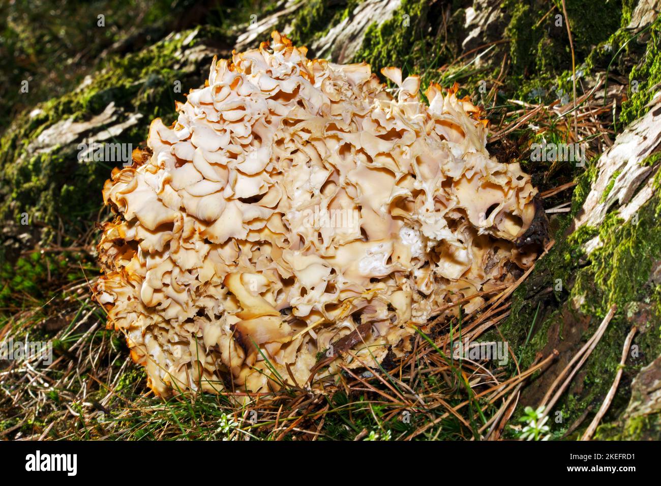 Sparassis crispa (fungo cavolfiore) si trova alla base dei tronchi di conifere e si verifica in tutta l'Europa temperata. È un fungo marrone del marciume. Foto Stock