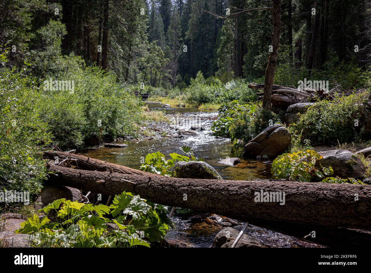 Splendido flusso fluente tra le verdi foreste del parco nazionale di Yosemite, California, USA Foto Stock
