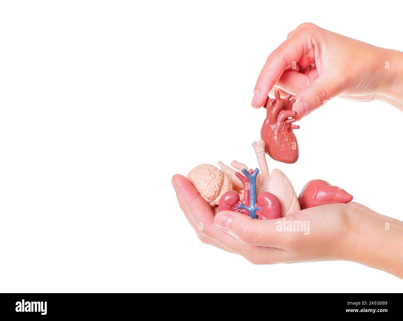 Organi del corpo umano giocattolo in mani isolate su sfondo bianco. Apprendimento con modelli anatomici. Foto Stock