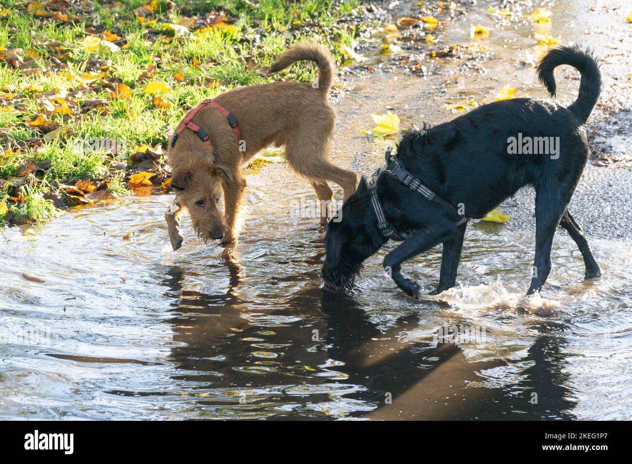UK Weather, 12 novembre 2022: Nel sud di Londra, due cani giocano in una grande pozzanghera creata da un bourne invernale su Clapham Common. Piogge pesanti recenti significa che c'è acqua di superficie che scorre fuori dove i suoli di creta non possono assorbire tutte le piogge. Anna Watson/Alamy Live News Foto Stock