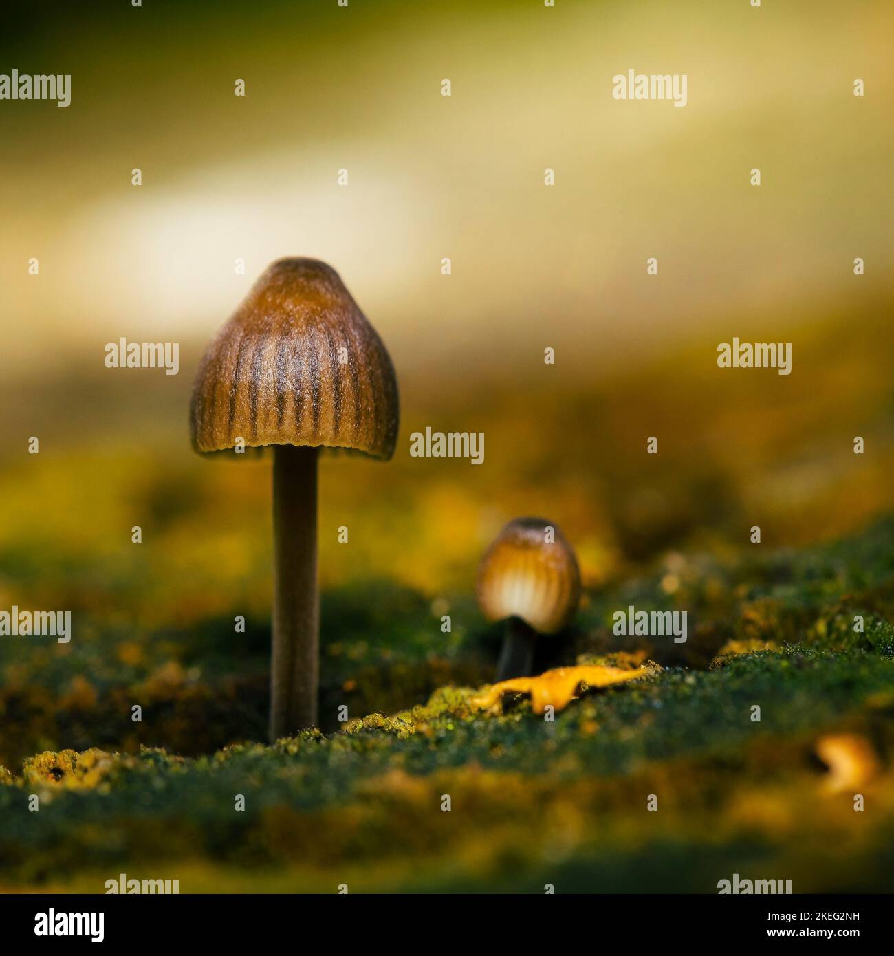 Piccoli funghi che crescono su legno con bel bokeh, Mycena leptocephala, noto come il cofano nitroso Foto Stock