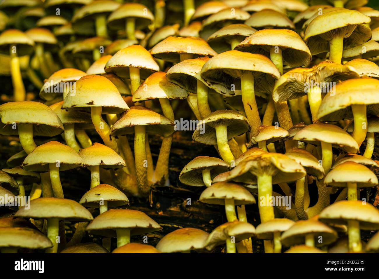 La Brimstone verde-foglia, Hypholoma fasciculare, testa di zolfo tufted, molti funghi gialli Foto Stock