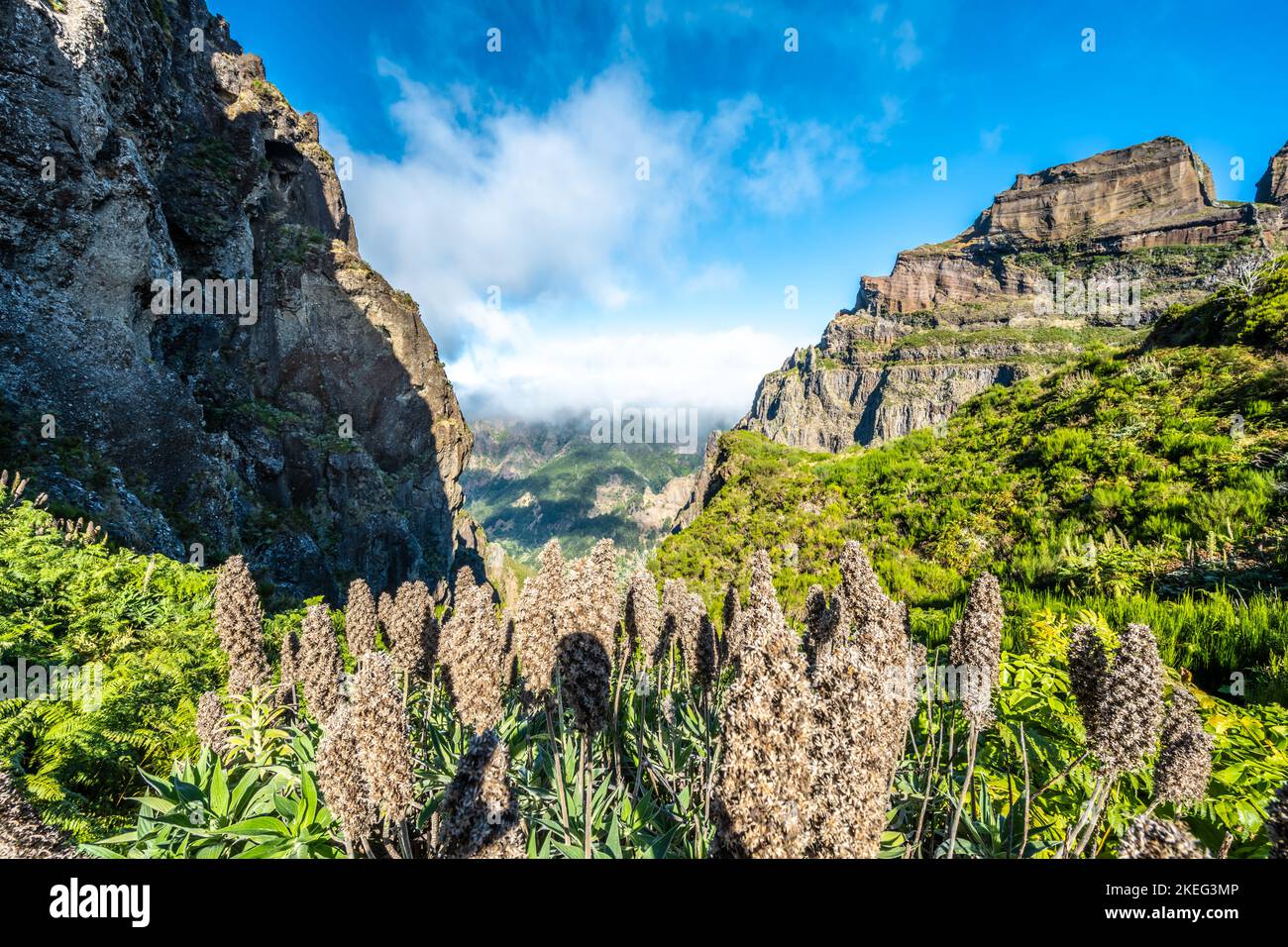 Descrizione: Bella flora di montagna dal sentiero escursionistico a Pico Ruivo al mattino. Pico do Arieiro, Isola di Madeira, Portogallo, Europa. Foto Stock