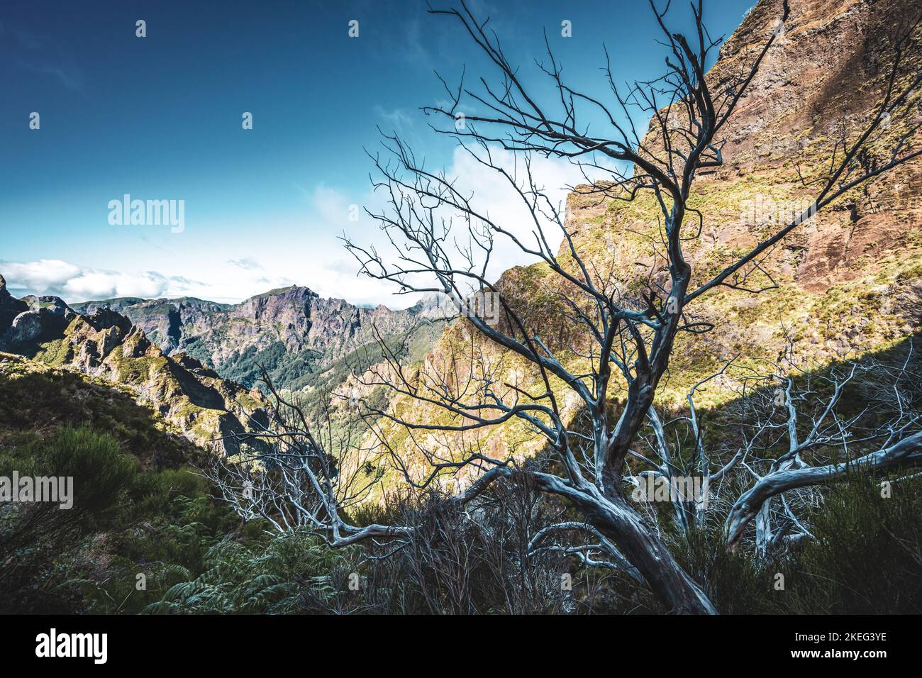 Descrizione: Albero morto lungo il sentiero panoramico a Pico Ruivo in tarda mattinata. Pico do Arieiro, Isola di Madeira, Portogallo, Europa. Foto Stock