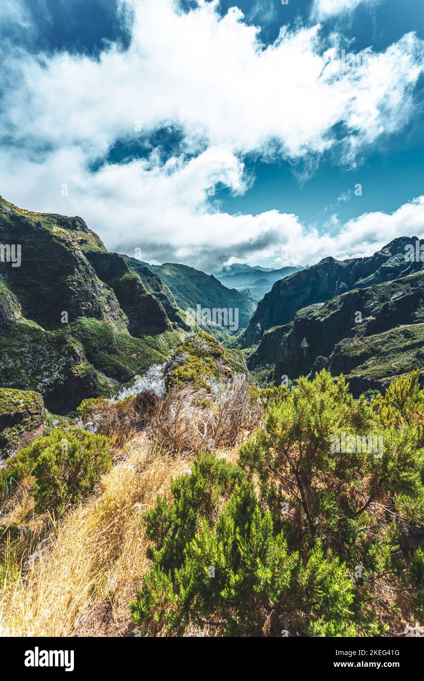Descrizione: Bella flora di montagna dal sentiero escursionistico a Pico Ruivo al mattino. Pico do Arieiro, Isola di Madeira, Portogallo, Europa. Foto Stock