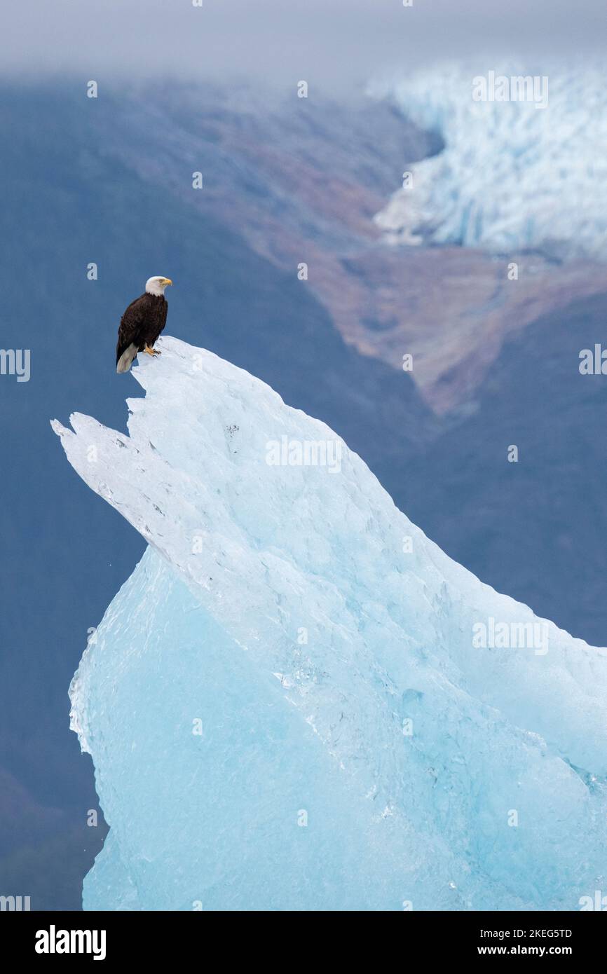 USA, Alaska del sud-est, Inside Passage, Wood Spit. Aquila calva sull'iceberg (Haliaeetus leucocephalus) con il ghiacciaio Sumdum in lontananza. Foto Stock