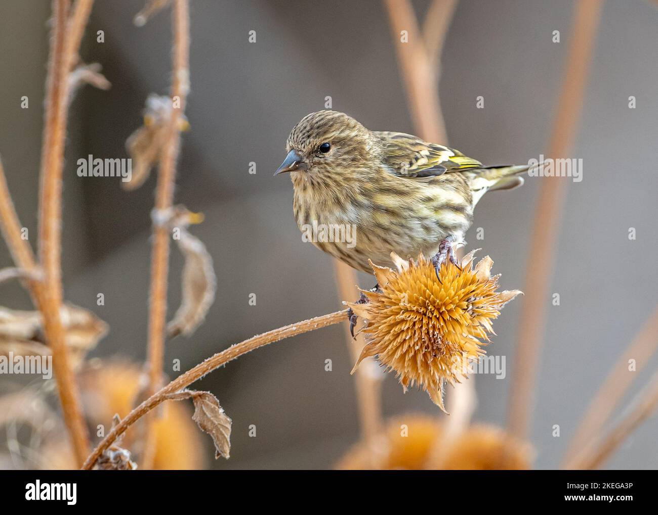 Una bella Pine Siskin, una delle centinaia del gregge, si nutre di una testa di piantina in un'area faunistica del Colorado. Foto Stock