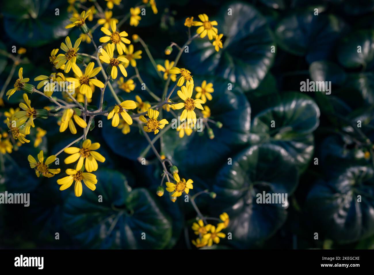 Fiori gialli su sfondo verde scuro foglie. Estate natura carta da parati Foto Stock