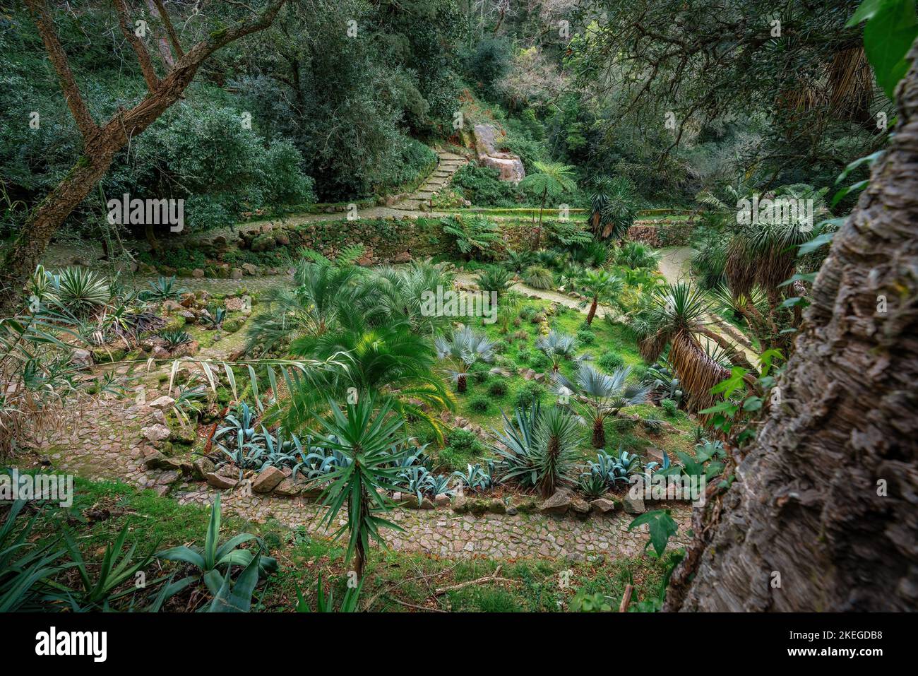 Giardino messicano al Parco e Palazzo di Monserrate - Sintra, Portogallo Foto Stock