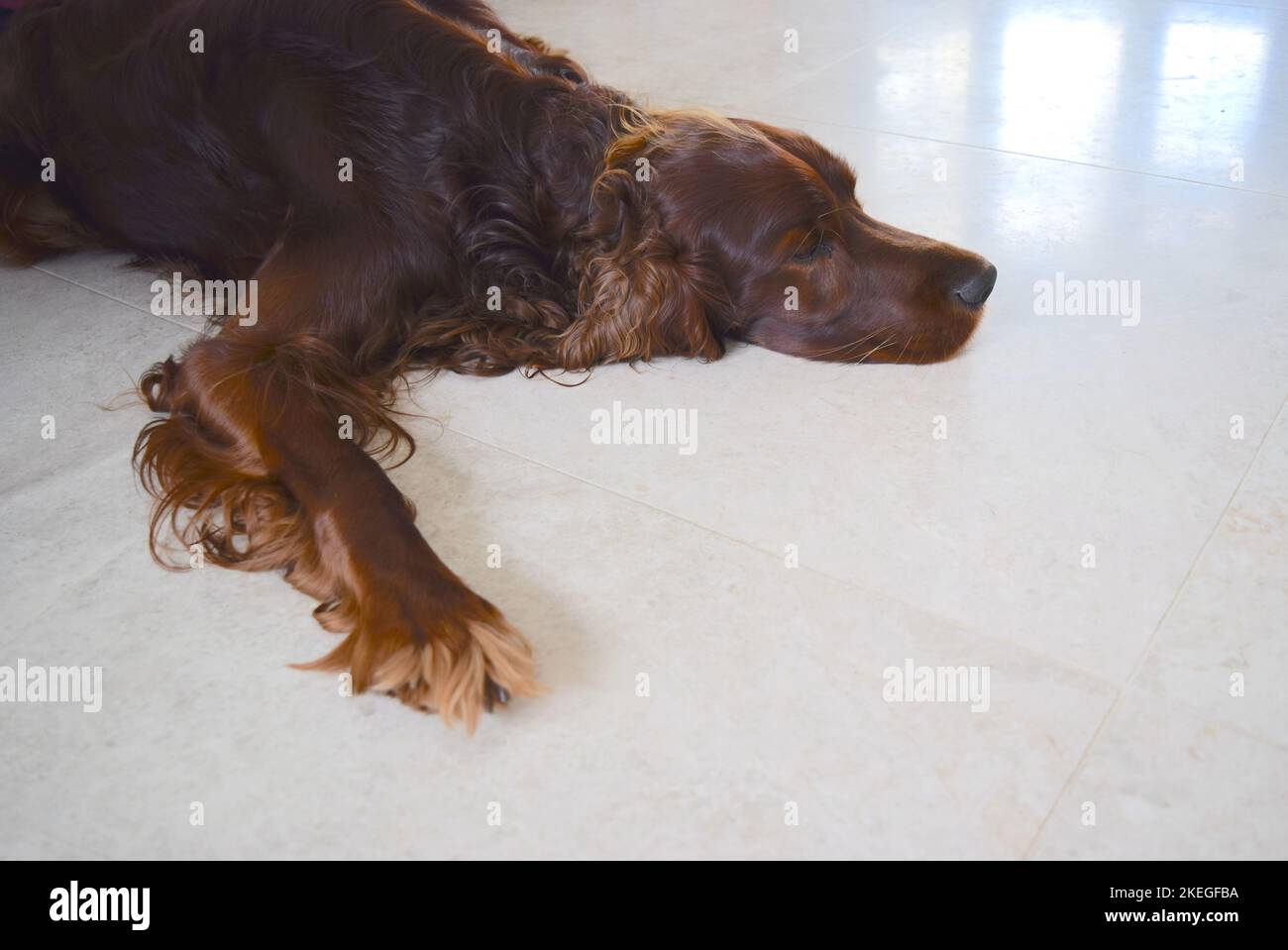 Il cane da setter irlandese riposa sul pavimento della cucina. Foto Stock
