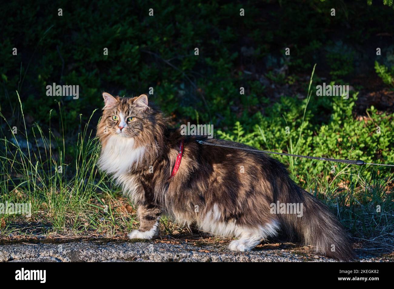 Alvin - grande gatto siberiano con capelli lunghi nella foresta Foto Stock