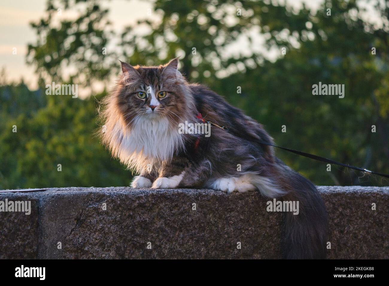 Alvin - grande gatto siberiano con capelli lunghi nella foresta Foto Stock
