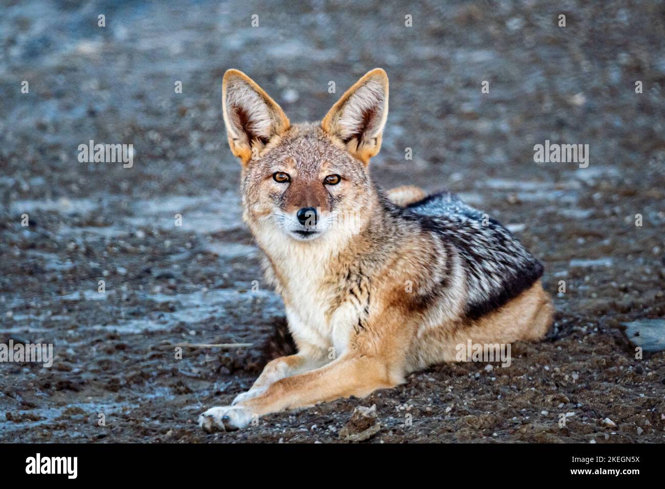 Un carino Jackal (Canis aureus) che riposa a terra a Diaz Point Namibia durante il giorno Foto Stock