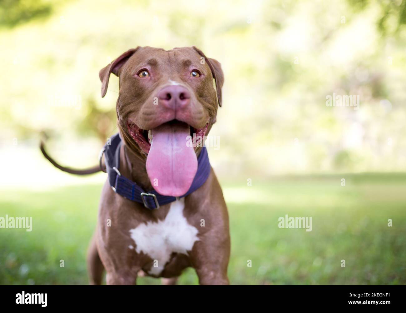 Un cane rosso e bianco Pit Bull Terrier di razza mista con un enorme ansimante lingua lunga Foto Stock