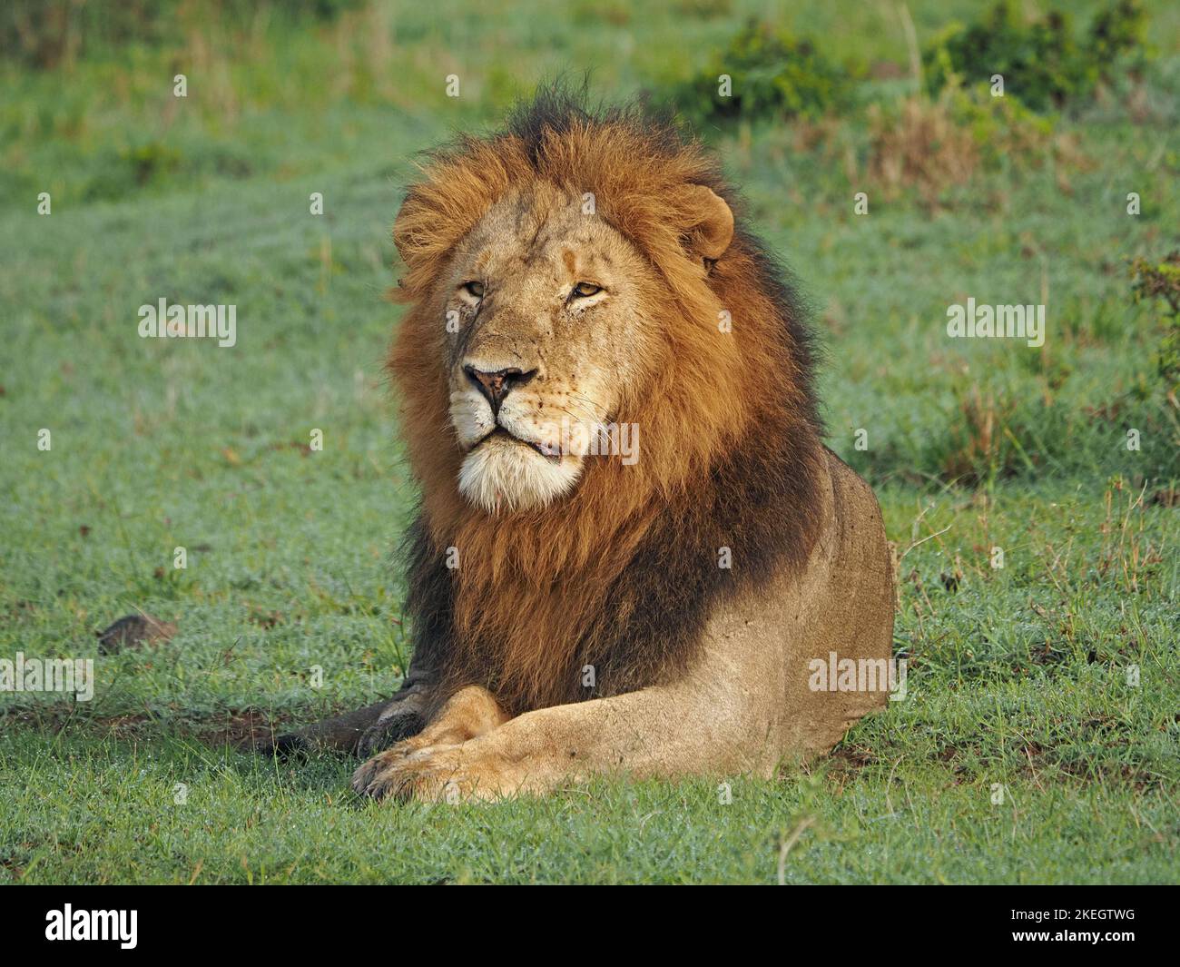 Imperioso singolo adulto leone maschio (Panthera leo) con gli occhi concentrati e la criniera grande che guarda fuori sul prato di Masai Mara conservanze, Kenya, Africa Foto Stock