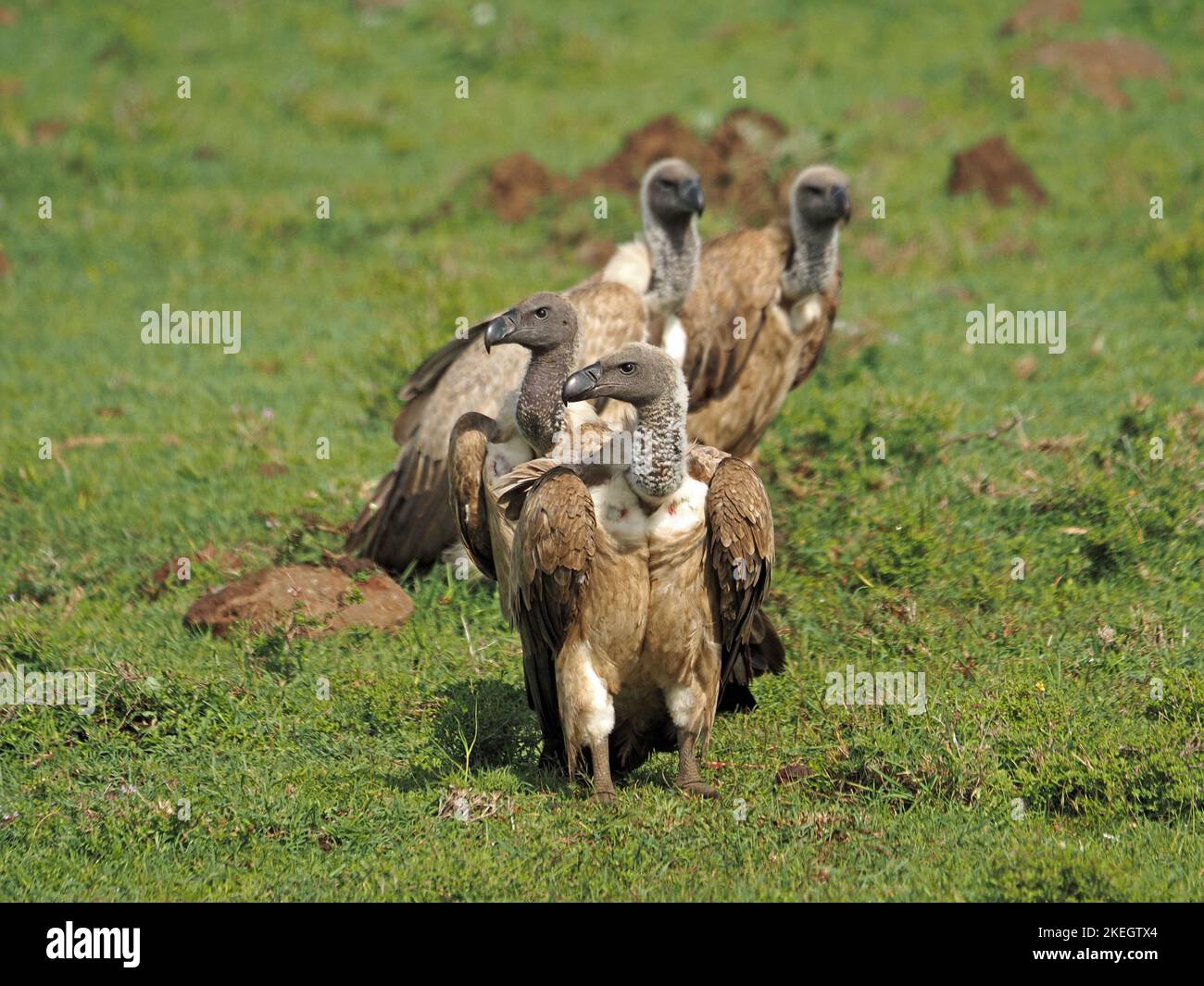 Avvoltoi a sostegno bianco (Gyps africanus) in una fila in attesa di scarti da un leone uccidono sulle pianure verdi di Masai Mara conservanze, Kenya, Africa Foto Stock