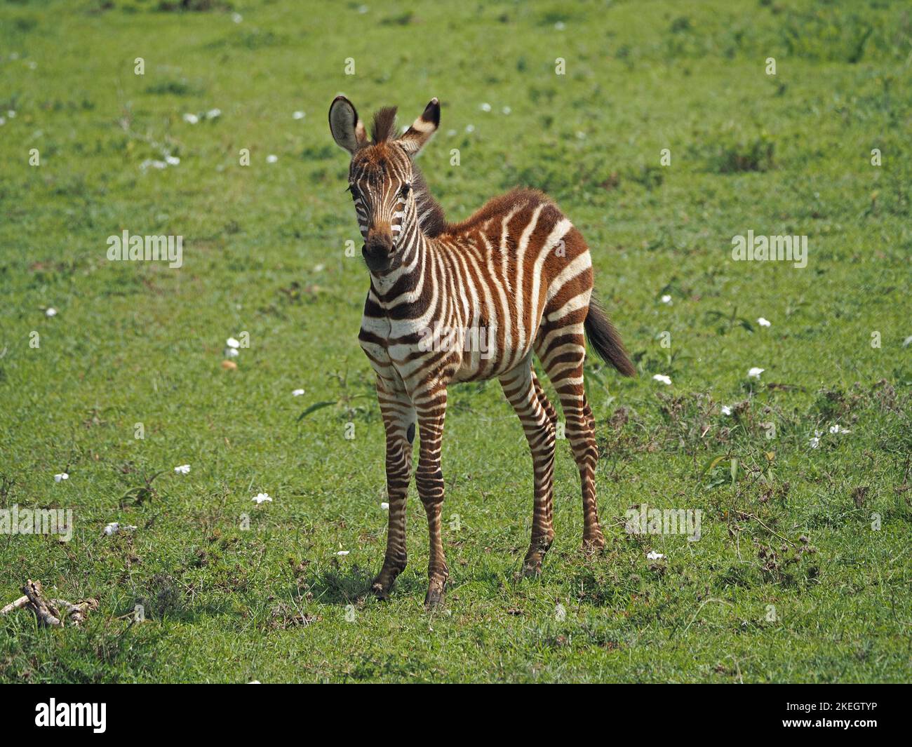 Cute pianure del nemico Zebra / zebra di Grant (Equus quagga boehmi) in piedi in mezzo a fiori fazzoletto di carta sulle pianure verdi dell'ecosistema Mara - Kenya, Africa Foto Stock