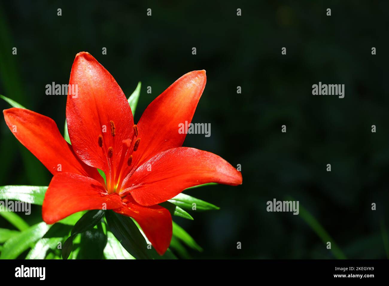 Un bel fiore di giglio fiorisce splendidamente vividamente Foto Stock