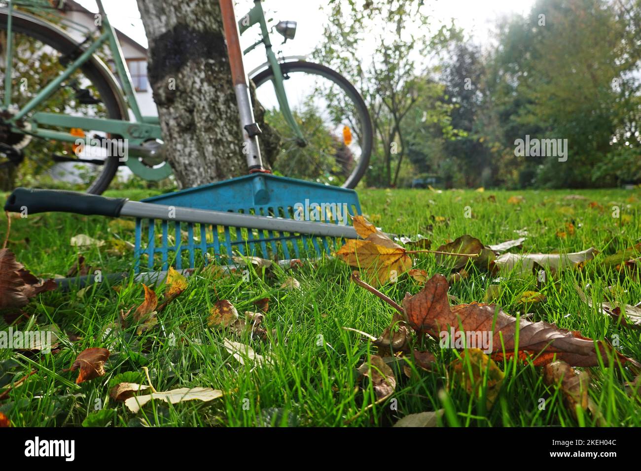 Laub rechen vor dem letzten Rasenschnitt, Deutschland Foto Stock