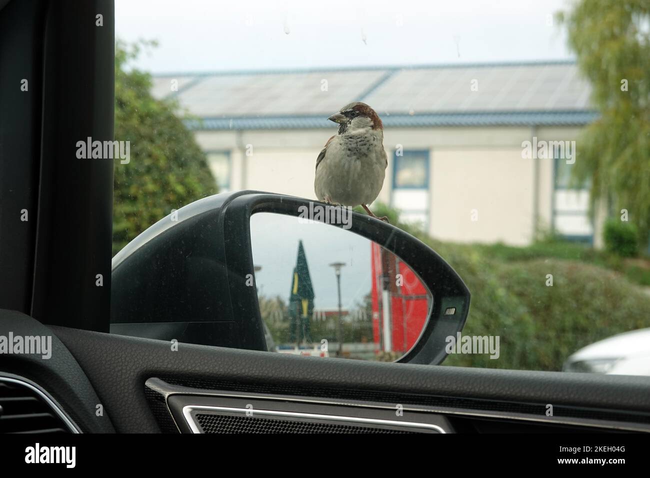 Haussperling (Passer domesticus), auf einem Autospegel sitzend, wartet auf dem Parkplatz eines Imbiss auf Futter, Niedersachsen, Deutschland, Bad Foto Stock
