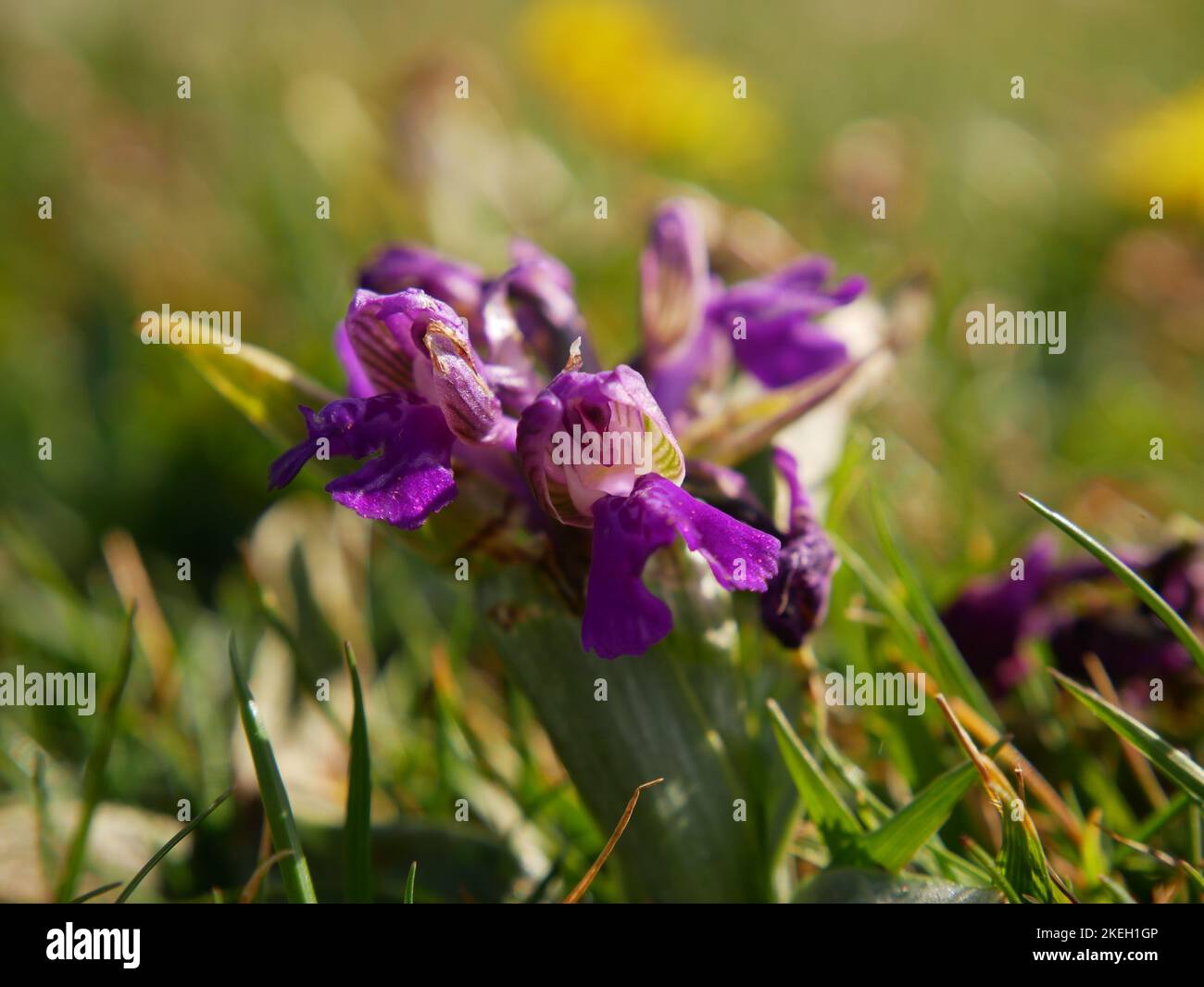 Foto di fiori selvatici trovati nei boschi britannici. Le foreste di latifoglie sono un ecosistema comune nell'ambiente gallese Foto Stock