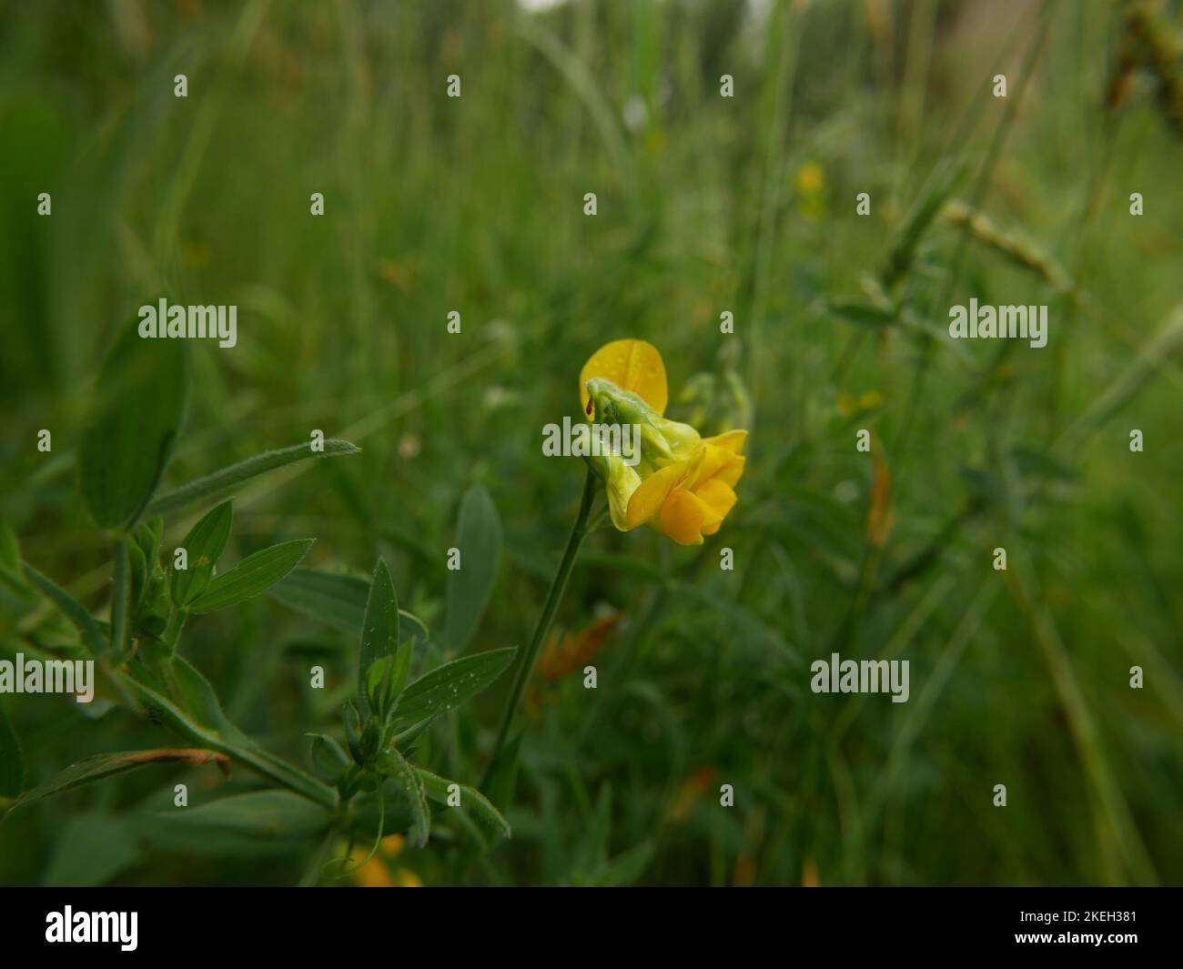 Foto di fiori selvatici trovati nei boschi britannici. Le foreste di latifoglie sono un ecosistema comune nell'ambiente gallese Foto Stock