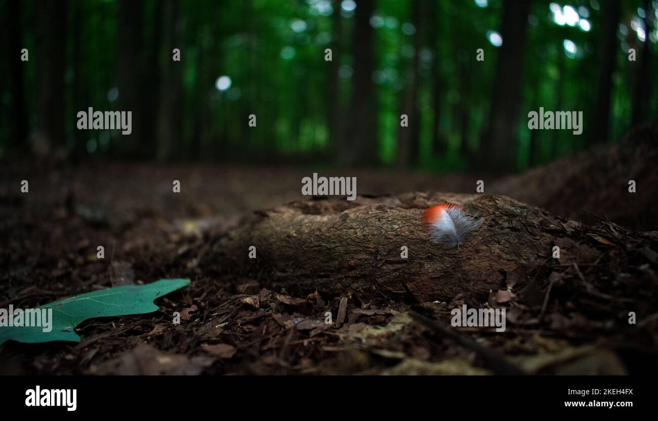 Una sola piccola piuma di un picchio adagiato sul pavimento della foresta. Gli alberi verdi sono sullo sfondo. Foto Stock