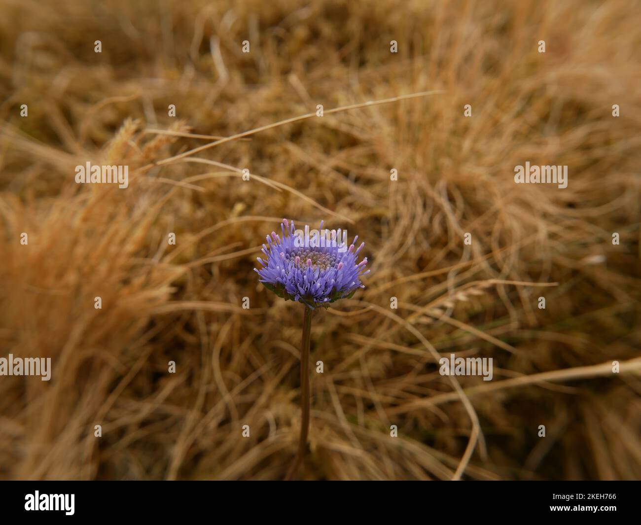 Foto di fiori selvatici trovati su terreno umido e paludoso. Le paludi coperte sono un ecosistema comune nell'ambiente gallese Foto Stock