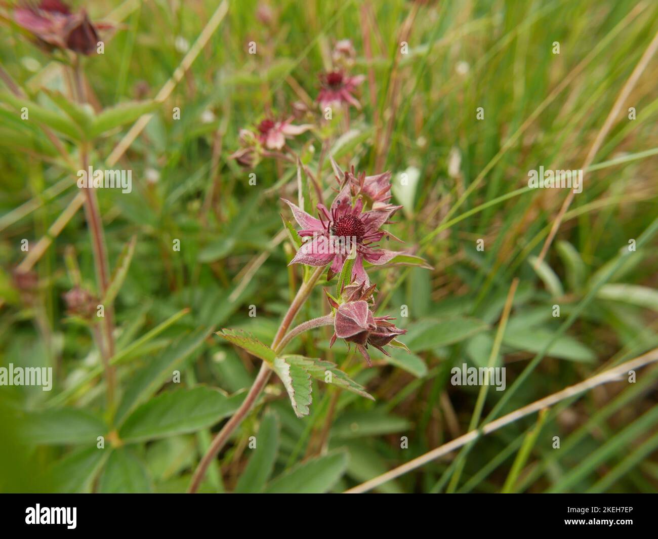 Foto di fiori selvatici trovati su terreno umido e paludoso. Le paludi coperte sono un ecosistema comune nell'ambiente gallese Foto Stock