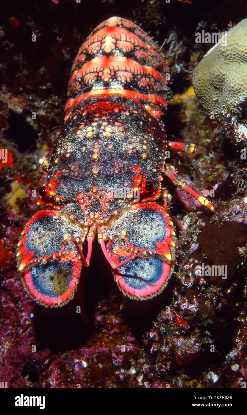 Regal Slipper Lobster sott'acqua alle Hawaii, Arctides regalis Foto Stock