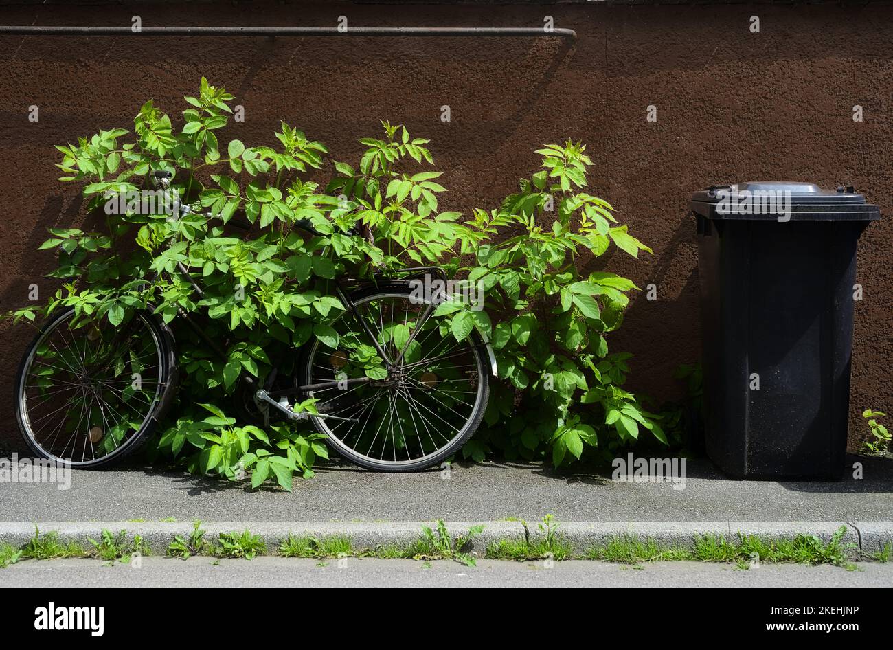 Bicicletta relitto sotto vegetazione pianta urbanistica città urbanistica concetto verde revegetation rewilding Foto Stock