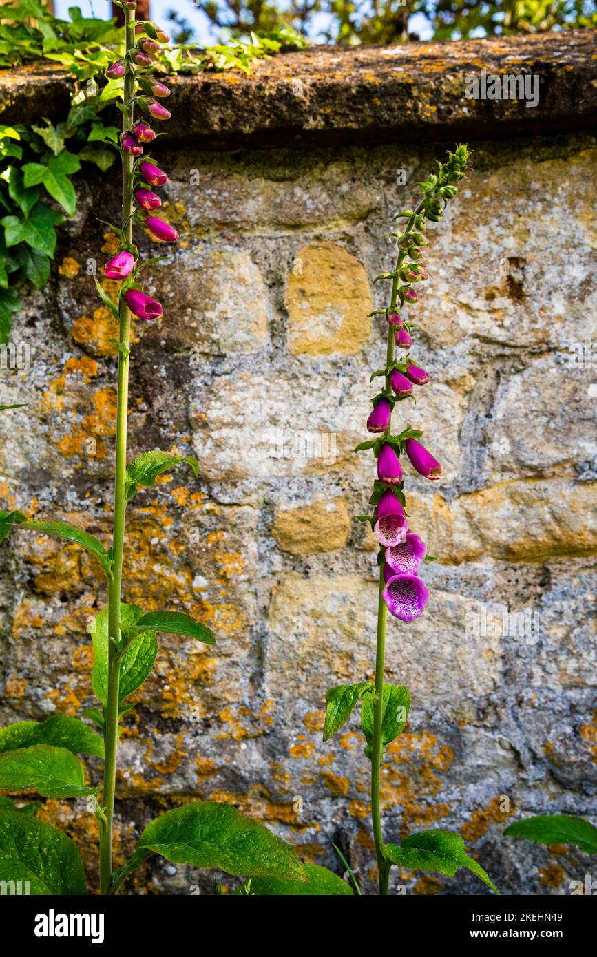 Guanti Foxgloves nel giardino murato di pietra di Cotswolds a Broadway, Inghilterra. Foto Stock