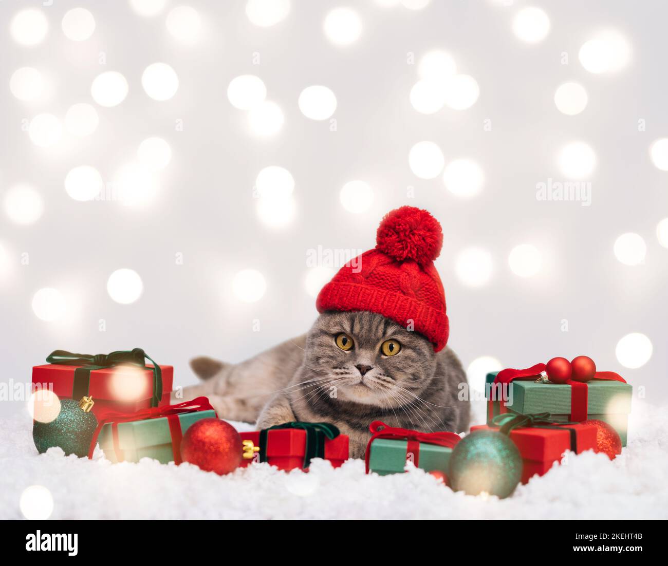 Gatto in cappello rosso con regali sullo sfondo invernale di Natale. Gatto scozzese con decorazioni natalizie nella neve. Biglietto di auguri per il nuovo anno. Spazio per il testo. Foto Stock