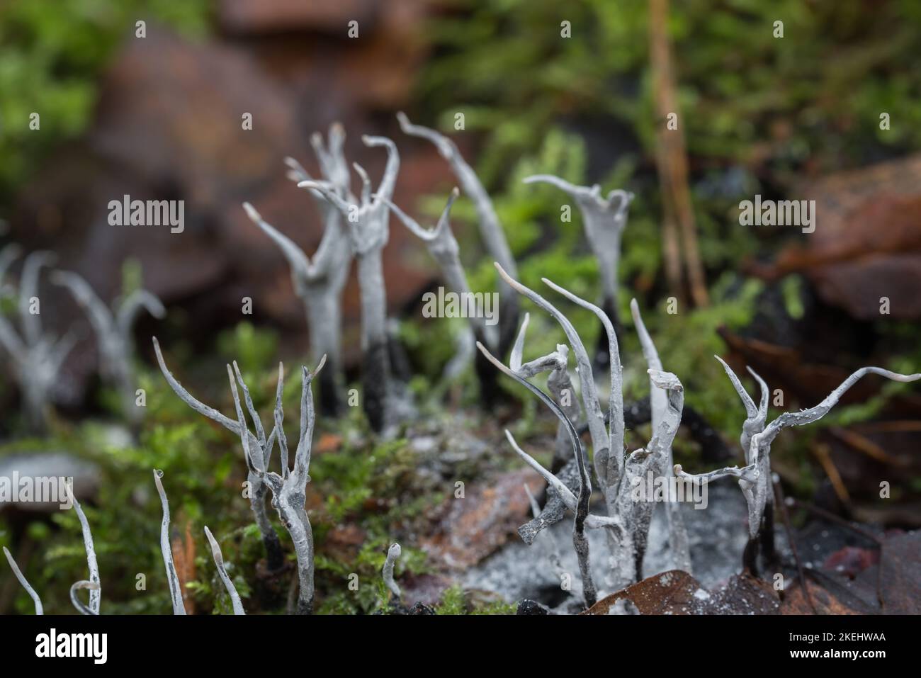 Xylaria hypoxylon, fungo candelabro, fuoco selettivo closeup corna di carbonio Foto Stock