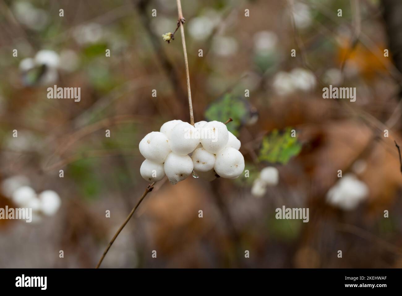 Symphoricarpos albus, comuni frutti di bosco bianchi su ramoscello closeup fuoco selettivo Foto Stock
