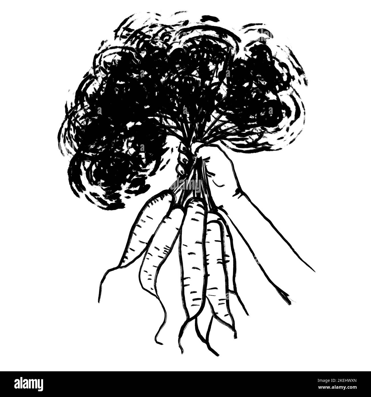 Illustrazione disegnata a mano della persona che tiene le carote in mano. Concetto di agricoltura di raccolto, fresco biologico sano alimentare agricolo di mercato design, minimalista bianco e nero schizzo Foto Stock