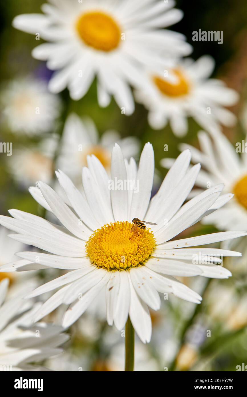 Daisy - Marguerite. Foto del giardino - la bella Daisy - Marguerite. Foto Stock