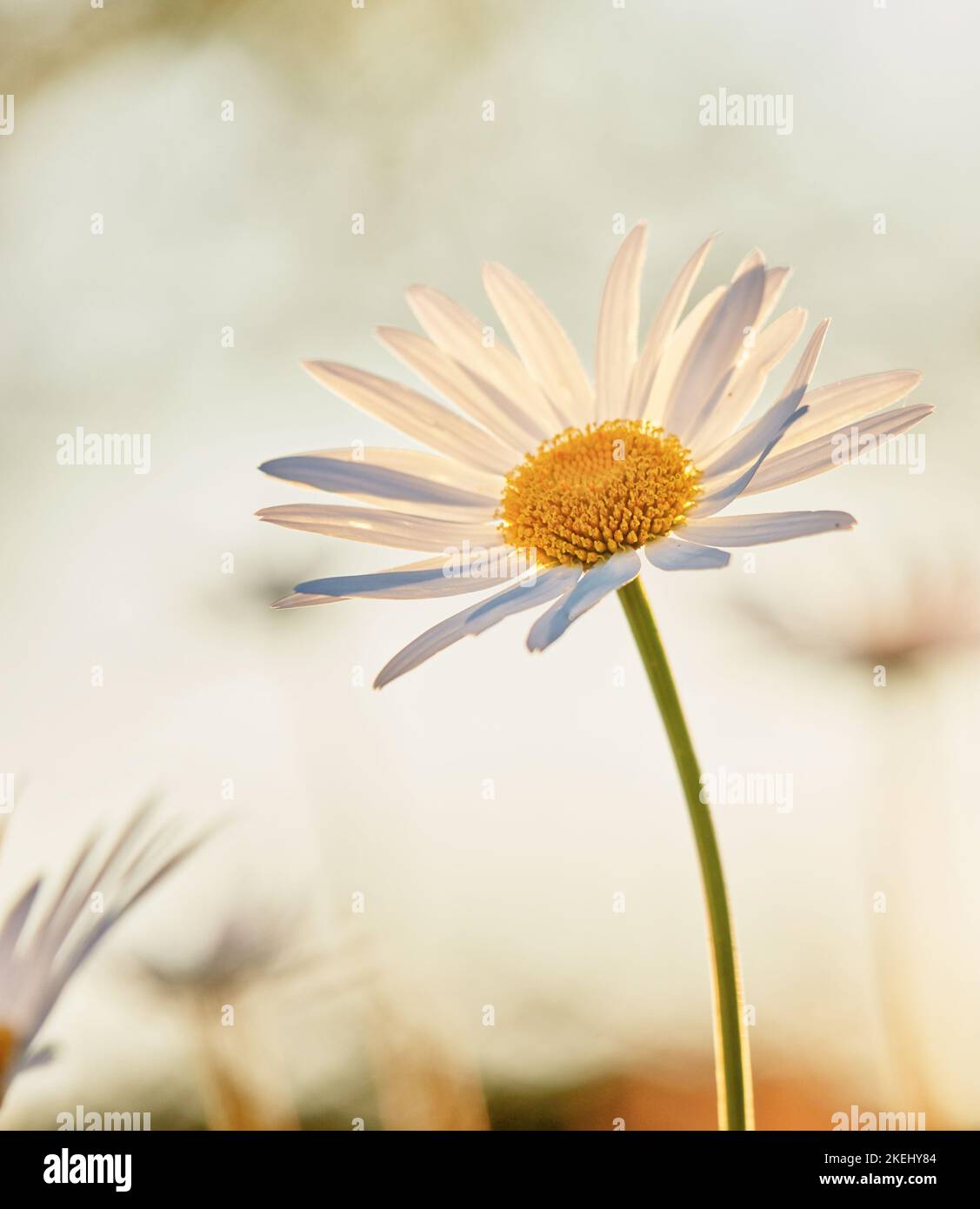 Daisy - Marguerite. Foto del giardino - la bella Daisy - Marguerite. Foto Stock