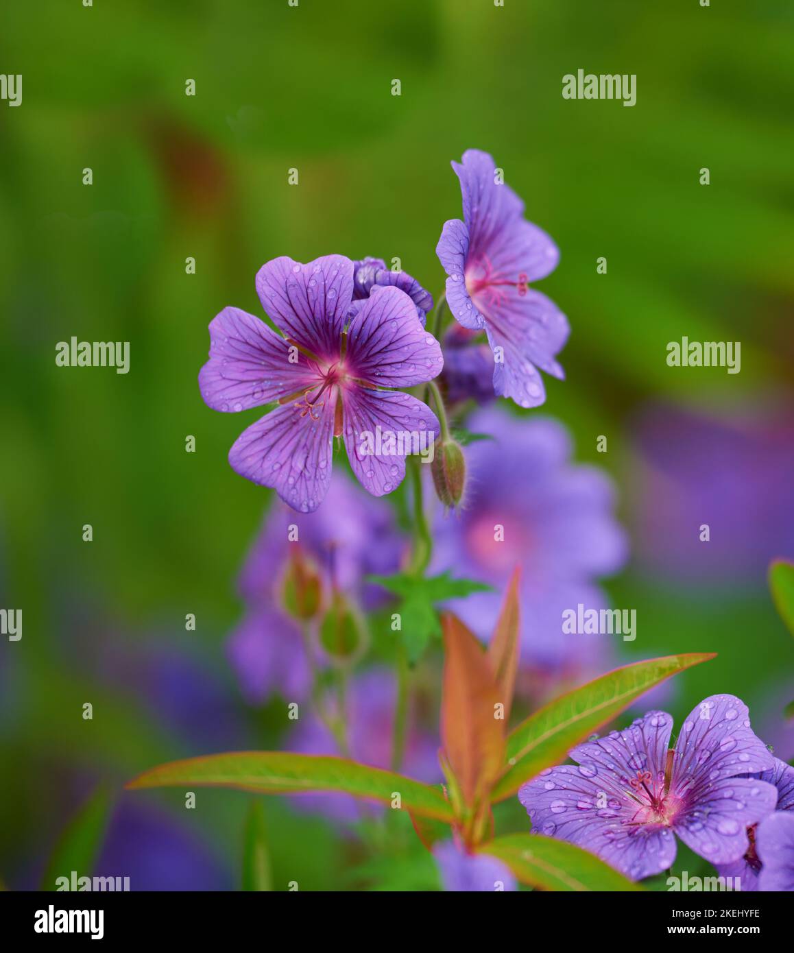 Prato Geranio - anche Geranio Pratense - Johnsons Blue. Meadow cranesbill è il suo nome più comune, anche se altri nomi includono Meadow cranes-bill Foto Stock