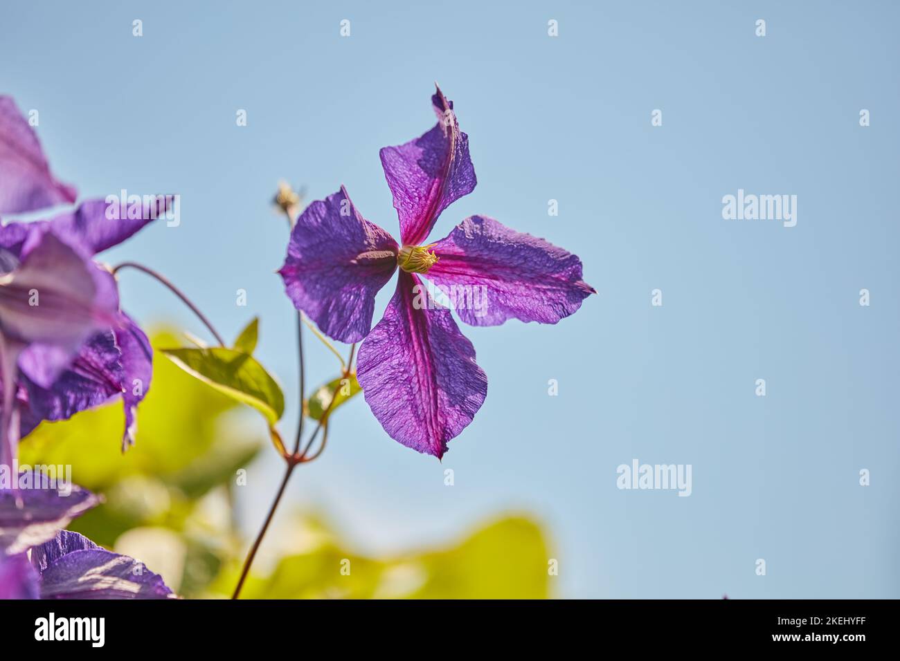 Clematis viola e bianco Foto Stock