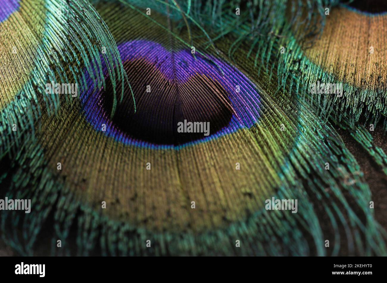 Bellissimo closeup piume pavone. Piume isolato. Singola piume macro. Foto Stock
