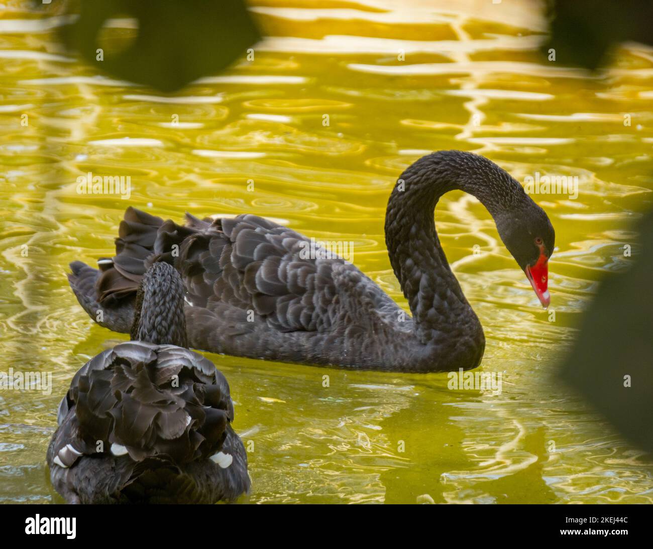 Primo piano scattato durante il giorno con messa a fuoco selettiva. L'immagine copre la vista laterale di un cigno e la vista posteriore dell'altro. Foto Stock